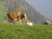 krávy prostě miluju - Engelberg, Švýcarsko